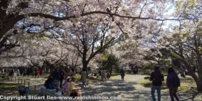 Honmaru in spring